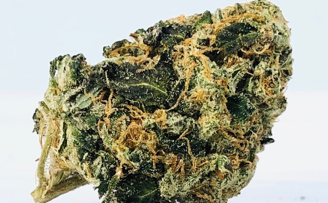 DSCT (Dark Star Chemdawg Tangie) by Curio