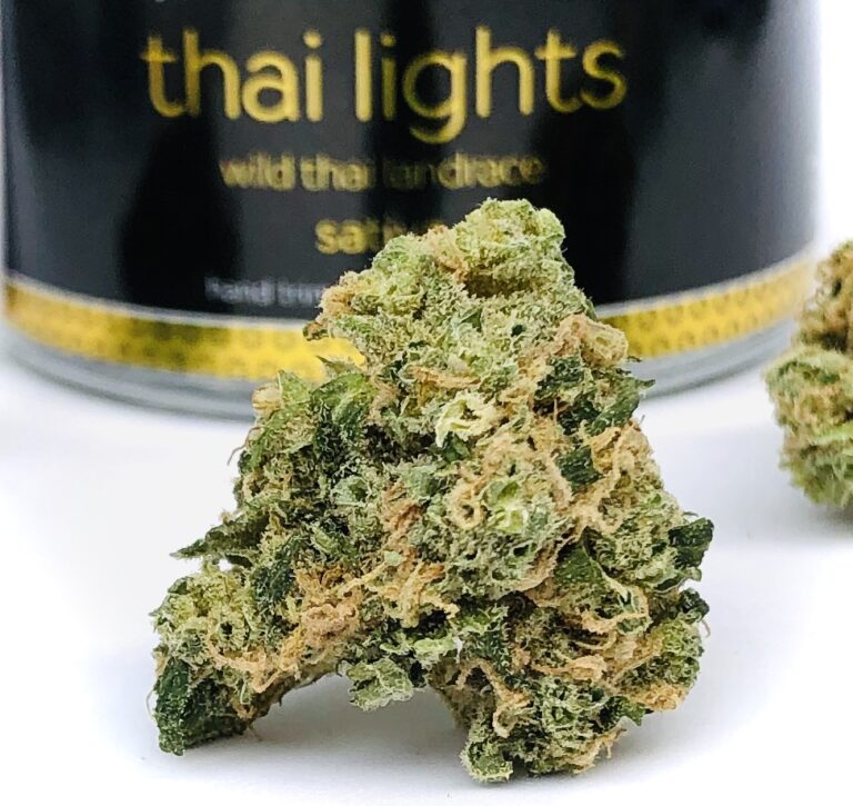 a beautiful green bud of Thai Lights by Verano