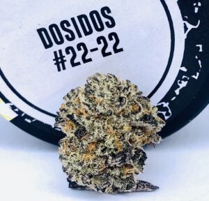 Dosidos #22-22 by culta bud