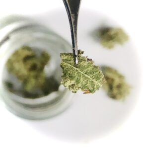 micro-dosing cannabis 2