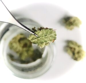 micro-dosing cannabis 3