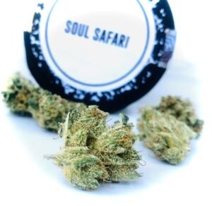 soul safari buds