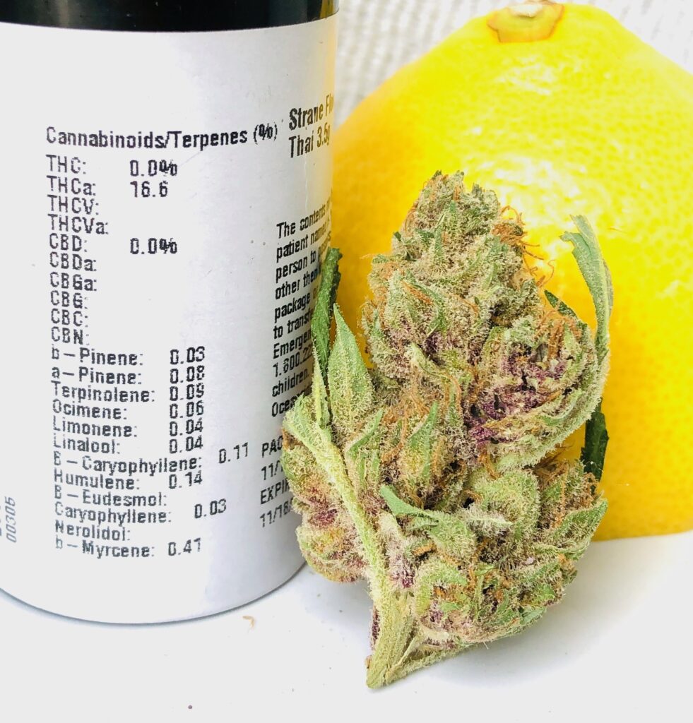 bud of lemon thai standing vertical leaning against a lemon rind and next to its container showing potency and terpene label by strane