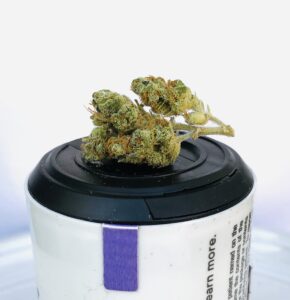 buds of mk ultra on top of curio container