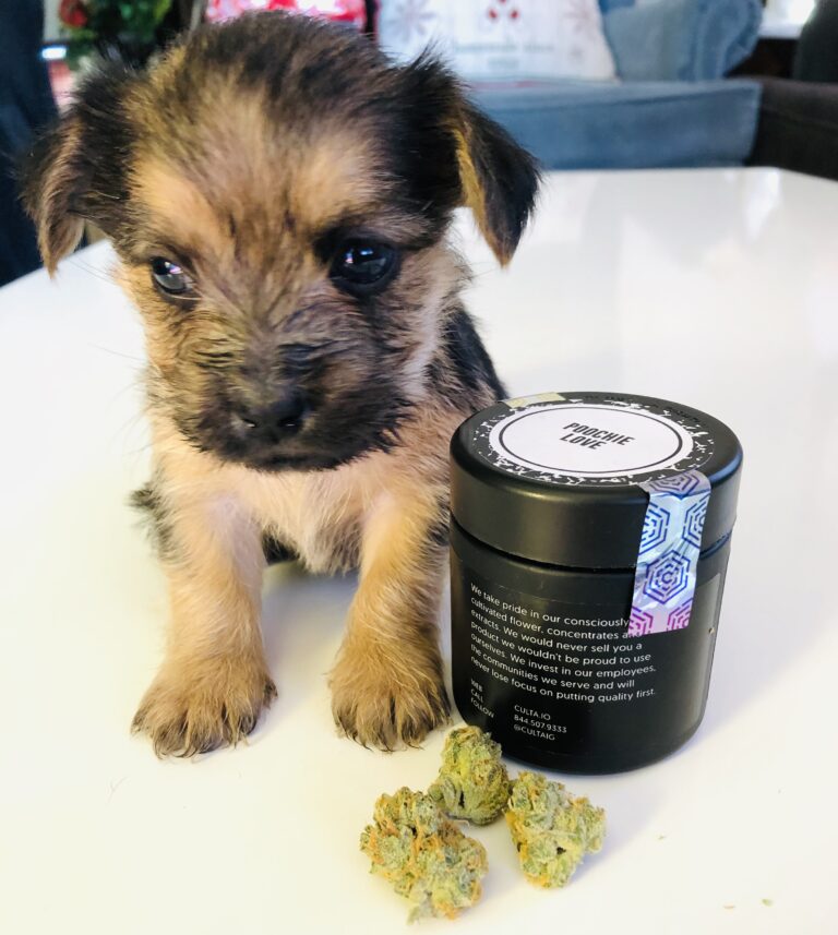 yorkie pup with buds of poochie love and culta container