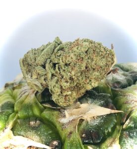 pineapple kush bud by hms resting ontop of a real pineapple