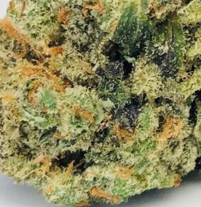 very detailed photo of gelato bud surface exhibiting milky yellow trichomes and orange pistils