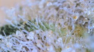 milky but mostly clear trichomes on l'orange bud denoting a more cerebral high