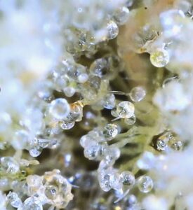 macro photo showing mostly clear trichomes from bud of dog patch indicating mostly cerebral high