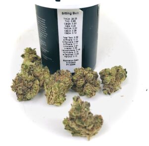 vignette photo of buds of sitting bull strain by hms