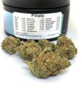 buds of pinata strain with lap testing label on dram